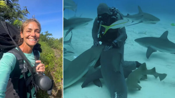 Η μαγική ιστορία της γυναίκας που σώζει καρχαρίες – Ποια είναι η «shark whisperer», Κριστίνα Ζενάτο