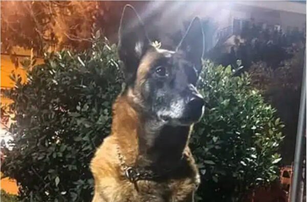 Λιμενικό: Θλίψη για τον θάνατο του Κανέλλου, του θρυλικού λαγωνικού Κ9 – «Μάγκας μέχρι την τελευταία στιγμή»