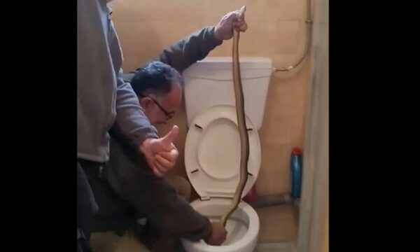 Καστοριά: Απρόσμενος επισκέπτης άνω του ενός μέτρου σε τουαλέτα