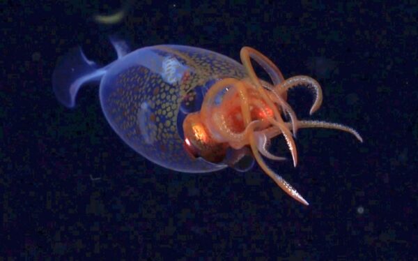 Καταγράφηκε για πρώτη φορά ζωντανό κολοσσιαίο καλαμάρι