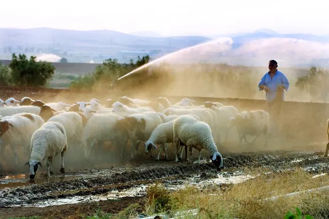 Άφησε την Αθήνα για μια νέα ζωή ως κτηνοτρόφος στην Ευρυτανία – «Πλέον δεν έχω το άγχος του χρόνου»