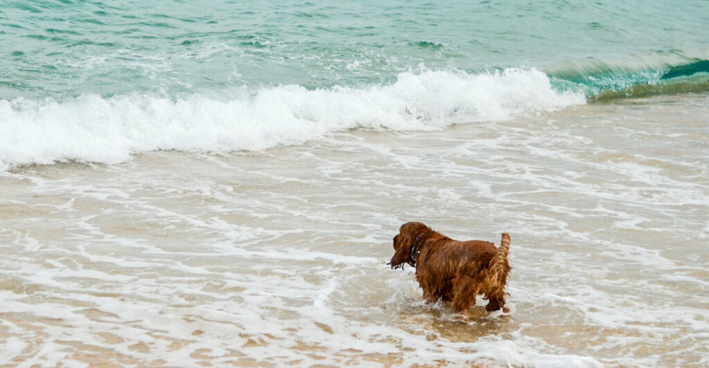 Σκύλος: Τι επιτρέπεται και τι απαγορεύεται στη θάλασσα και την παραλία