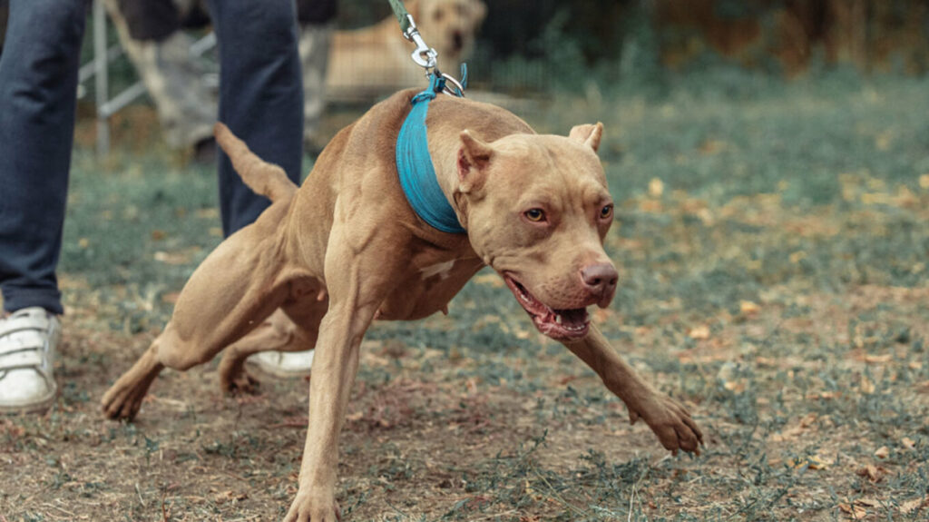Θεσσαλονίκη: Πίτμπουλ δάγκωσε στην κοιλιά τρίχρονο αγοράκι