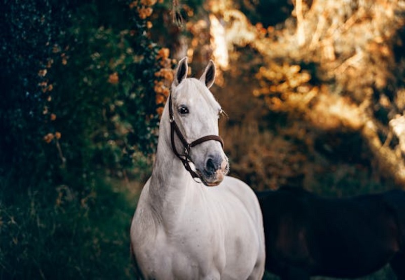 Θάσος: Άλογο τραυμάτισε στο κεφάλι 5χρονη σε παραλία – Μεταφέρθηκε στο νοσοκομείο