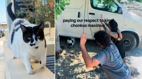 Ποιος είναι ο Chonkus Maximus, ο καλοταϊσμένος γάτος των Χανίων με χιλιάδες θαυμαστές που έγινε… τοποθεσία στο Google Maps