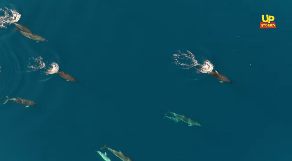 Μαγευτική συνάντηση με δελφίνια στον Θεολόγο Φθιώτιδας (video)