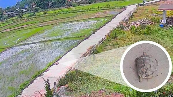 Γρήγορη απόδραση… 60 λεπτών για χελώνα!