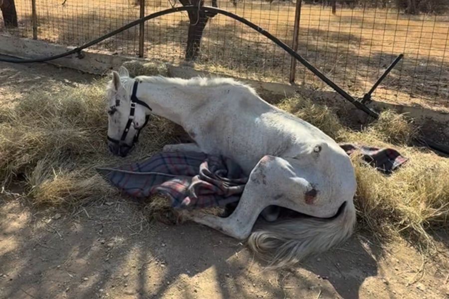 Η σπαρακτική ιστορία του αλόγου «Μαριάνθη» που έμεινε αβοήθητο στην Αιδηψό για εβδομάδες