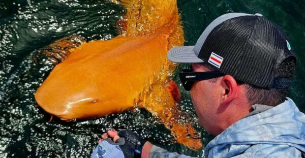 Σπάνιος φωτεινός πορτοκαλί καρχαρίας με λευκά μάτια εντοπίστηκε στην Κόστα Ρίκα – Βίντεο