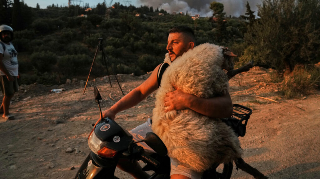 Συγκινητικές εικόνες από διασώσεις ζώων στην Αχαΐα – Νεαρός αγκαλιά με πρόβατο πάνω στο μηχανάκι για να το σώσει από τη φωτιά