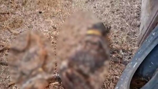 Φρίκη: Νεκρά 32 σκυλιά σε αγρόκτημα – Τα είχαν αφήσει χωρίς φαγητό και νερό