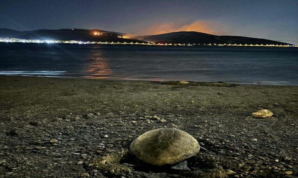 Συγκλονιστικές εικόνες: Χελώνα καρέτα καρέτα γέννησε ενώ μπροστά της καιγόταν η Κερατέα