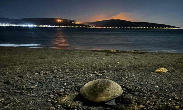 Συγκλονιστικές εικόνες: Χελώνα καρέτα καρέτα γέννησε ενώ μπροστά της καιγόταν η Κερατέα