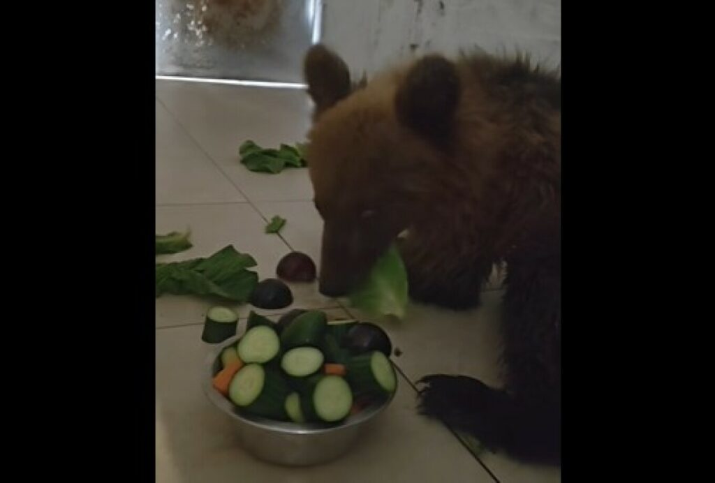 Το αρκουδάκι που τραυματίστηκε σε τροχαίο στην Καστοριά αναρρώνει βήμα βήμα – Δείτε βίντεο