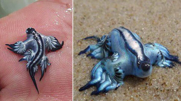 Η Ισπανία κλείνει διάσημη παραλία 11 χιλιομέτρων λόγω εμφάνισης «μπλε δράκων»