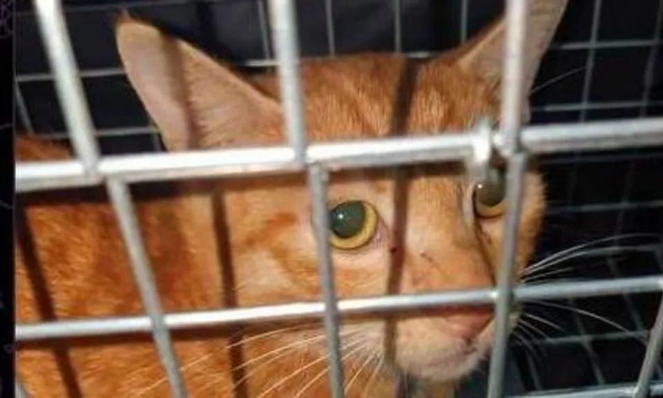 Διεθνές δίκτυο που βασανίζει γάτες και αναρτά τα φρικιαστικά βίντεο στο διαδίκτυο αποκάλυψε το BBC