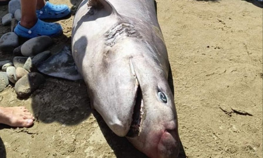 Λήμνος: Καρχαροειδές ξεβράστηκε σε παραλία του νησιού