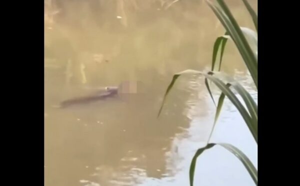 Ινδονησία: Κροκόδειλος άρπαξε 53χρονο σε ποτάμι ενώ κολυμπούσε [βίντεο]