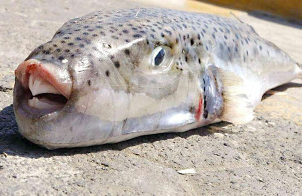 Σαλαμίνα: Κάτοικοι κρέμασαν λαγοκέφαλους στα δέντρα – Ποιος ο λόγος