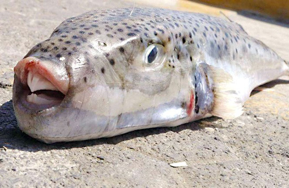 Σαλαμίνα: Κάτοικοι κρέμασαν λαγοκέφαλους στα δέντρα – Ποιος ο λόγος