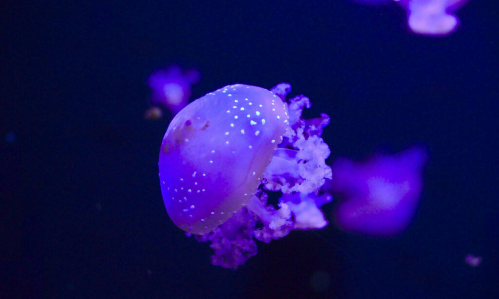 Μωβ Μέδουσες: Συναγερμός για την μετακίνησή τους – Επεκτείνονται σε Κυκλάδες και Κορινθιακό