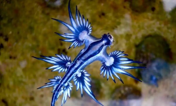 Μπλε δράκος: Σε ποιες παραλίες ζει το δηλητηριώδες ζώο – «Μην το αγγίζετε ούτε με γάντια»