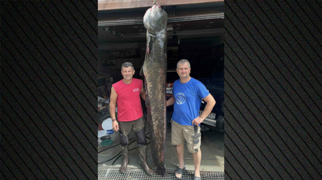 Κοζάνη: Ψαράδες έπιασαν γουλιανό 100 κιλών στη λίμνη Πολυφύτου – Δείτε βίντεο