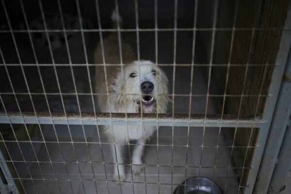 Σοκ και οργή στην Ηλεία: Μαζική δηλητηρίαση σκύλων με φόλες – Τουλάχιστον 10 νεκρά ζώα