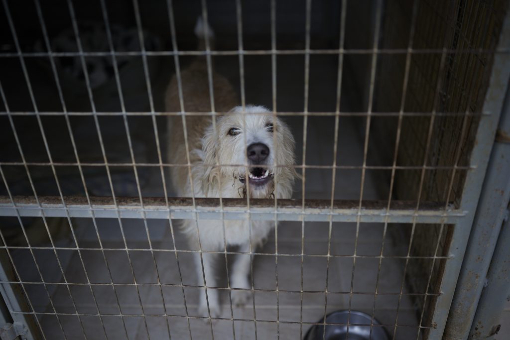 Σοκ και οργή στην Ηλεία: Μαζική δηλητηρίαση σκύλων με φόλες – Τουλάχιστον 10 νεκρά ζώα