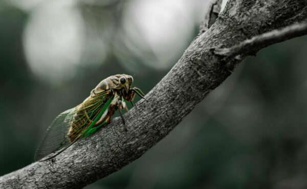 Ο εκπληκτικός κύκλος ζωής των τζιτζικιών -17 χρόνια κάτω από τη γη, στο φως για 6 εβδομάδες