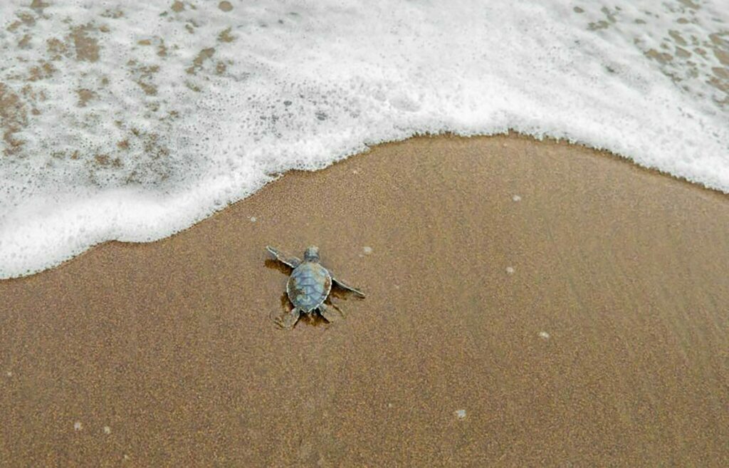Γιατί δεν πρέπει να ταΐζουμε τις θαλάσσιες χελώνες