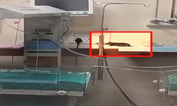 Νεκρά δύο νεογέννητα από δαγκώματα αρουραίων μέσα σε νοσοκομείο – Ανατριχιαστικό βίντεο