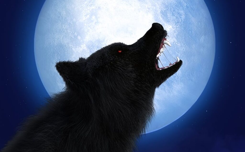 Νέα επίθεση λύκου σε γυναίκα που είχε βγάλει βόλτα τον σκύλο της στη Χαλκιδική