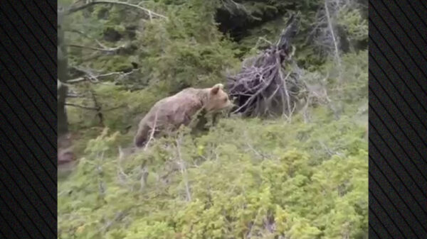 Tα 49 δευτερόλεπτα του τρόμου στο video του νεκρού ορειβάτη στη Δράμα: Η εμφάνιση και η επίθεση της αρκούδας πριν πέσει από τη χαράδρα και η στιγμή που πέφτει