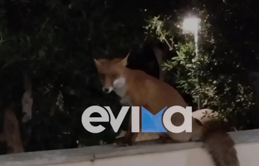 Εύβοια: Η κυρία Τούλα και η αλεπού είναι «αχώριστες» στην Κάρυστο – Η ιδιαίτερη φιλία τους