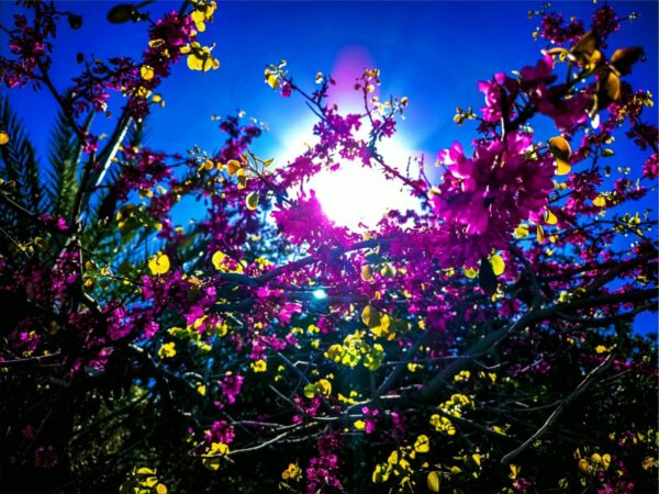 Άνοιξη… μέσα στο φθινόπωρο: Η θερμοκρασία θα φτάσει τους 26 βαθμούς Κελσίου