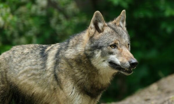 Οι λύκοι επιστρέφουν: Πώς εξηγείται το φαινόμενο – Τι κάνουμε σε πιθανό τετ α τετ