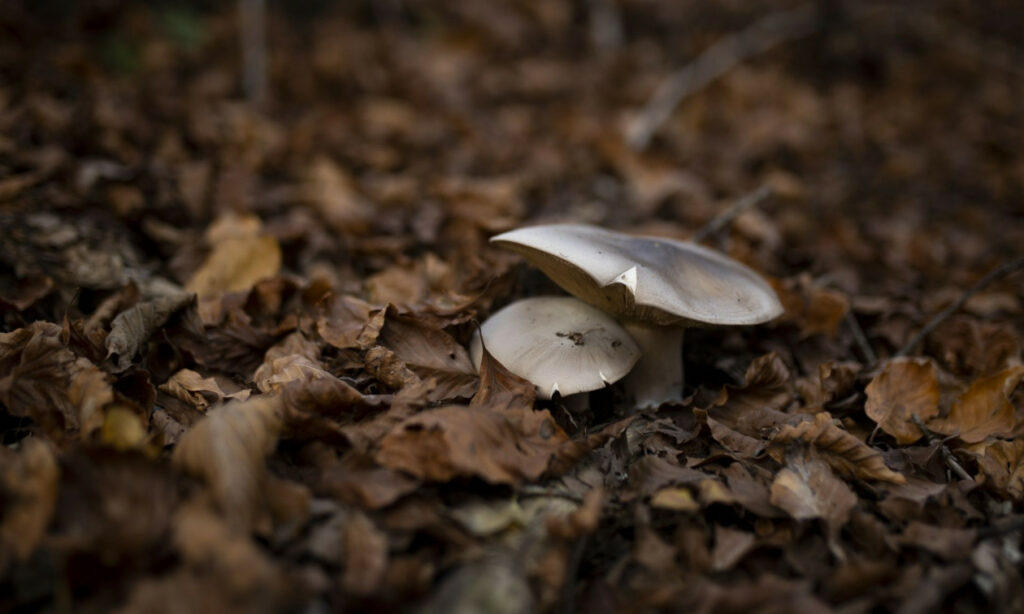 Έδεσσα: Αίσιο τέλος για το ζευγάρι που δηλητηριάστηκε από άγρια μανιτάρια
