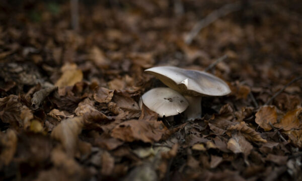 Έδεσσα: Αίσιο τέλος για το ζευγάρι που δηλητηριάστηκε από άγρια μανιτάρια