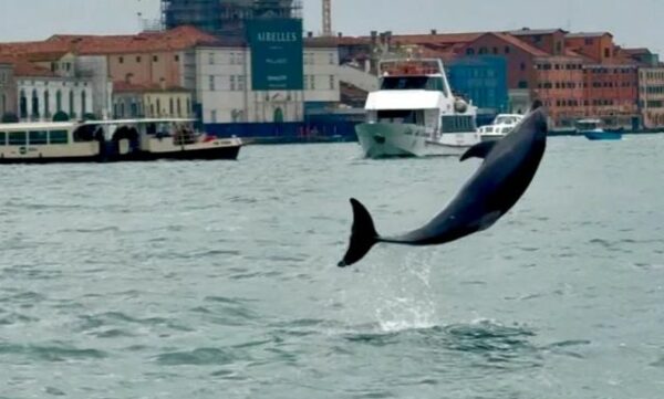 Δελφίνι εμφανίστηκε στη Βενετία: «Μαγεύει» με τα ακροβατικά άλματα του