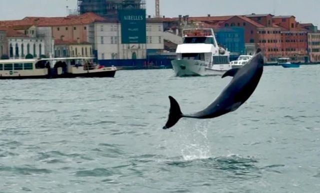 Δελφίνι εμφανίστηκε στη Βενετία: «Μαγεύει» με τα ακροβατικά άλματα του