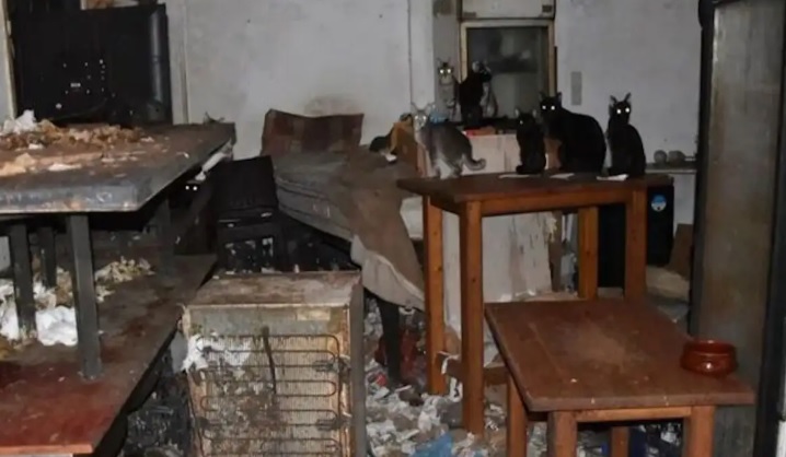 Τρία χρόνια φυλακή στον βασανιστή ζώων στη Δονούσα: «Αγαπάω τα γατάκια και θέλω μόνο το καλό τους»