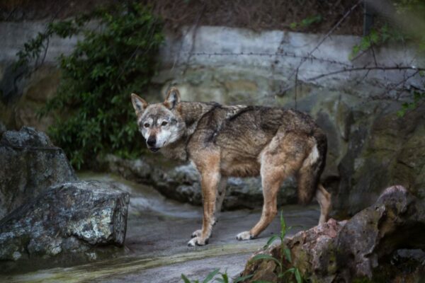 Θεσσαλονίκη: Αγέλη λύκων εντοπίστηκε στις παρυφές της Πυλαίας