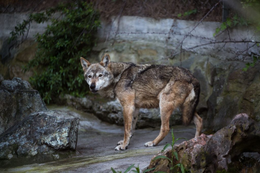 Θεσσαλονίκη: Αγέλη λύκων εντοπίστηκε στις παρυφές της Πυλαίας