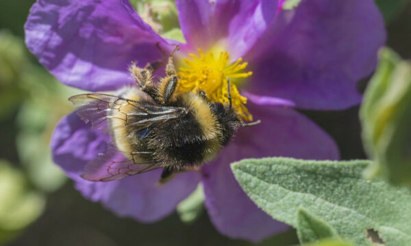 Τραγωδία στον Δομοκό: 50χρονος πέθανε μετά από τσίμπημα μέλισσας
