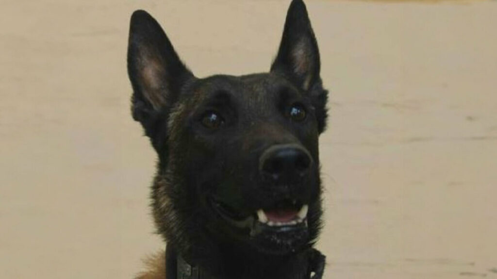 «Αφαίρεσαν τη ζωή από τον Echo μας»: Πέθανε ο σκύλος που είχε βρει νεκρό τον Μπάμπη Κούτσικο και συμμετείχε στις έρευνες για τον Βασίλη Καλογήρου-Το συγκινητικό αντίο της Σοφίας Καλογήρου