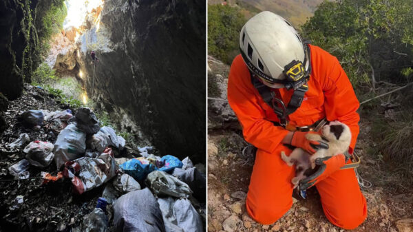 Κτηνωδία στο Πήλιο: Πέταξαν κουτάβια σε γκρεμό 20 μέτρων, σώθηκε ένα που προστάτεψαν σακούλες σκουπιδιών, δείτε βίντεο