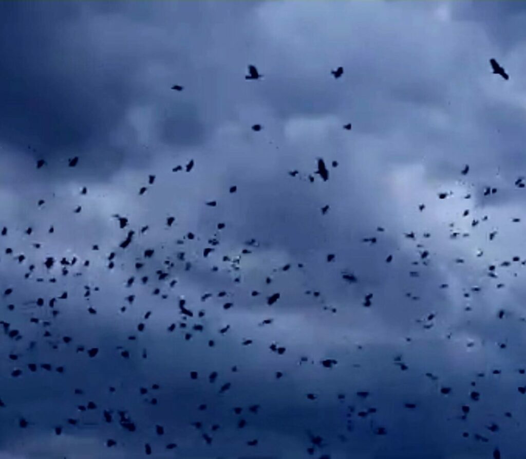 Το φαινόμενο του «μουρμουρητού» στα Τρίκαλα, σμήνη πουλιών «χορεύουν» στον ουρανό – Δείτε βίντεο