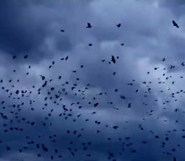 Το φαινόμενο του «μουρμουρητού» στα Τρίκαλα, σμήνη πουλιών «χορεύουν» στον ουρανό – Δείτε βίντεο