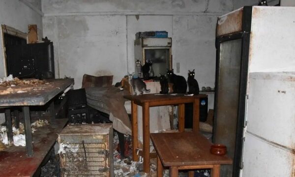 Άφησαν ελεύθερο τον βασανιστή ζώων του Μοσχάτου για να συνεχίσει το έγκλημα στη Δονούσα